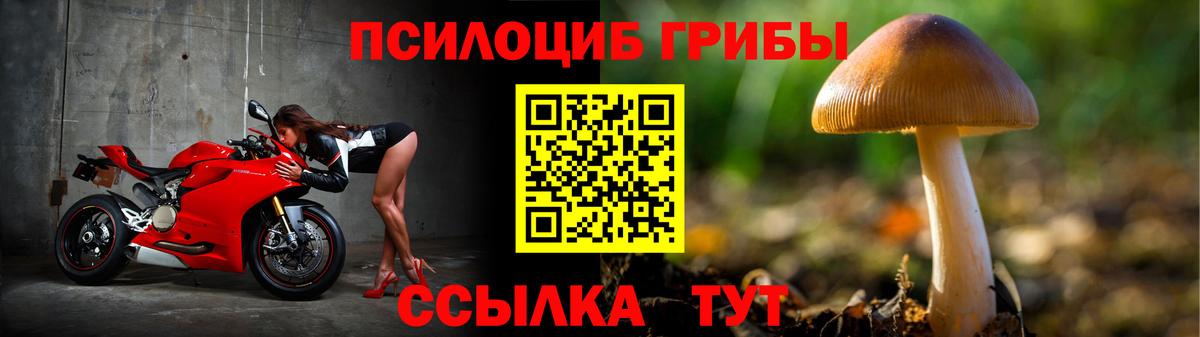 Галлюциногенные грибы Psilocybe Елабуга